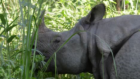 Eine-Einhörnige,-Vom-Aussterben-Bedrohte-Nashornart,-Die-In-Den-Hohen-Gräsern-Steht-Und-Die-Blätter-Von-Büschen-Im-Chitwan-Nationalpark-In-Nepal-Frisst