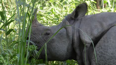 a one horned endangered rhino species standing in the tall grasses eating the leaves of bushes in the chitwan national park in nepal