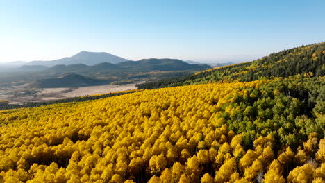 Vista-Aérea-Panorámica-Del-Bosque-De-álamos-Amarillos-En-Flagstaff,-Arizona,-En-Otoño