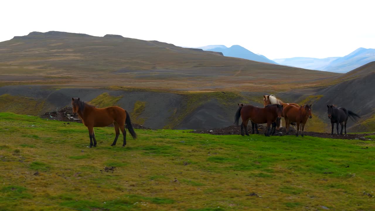 fotografía aérea en órbita de una manada salvaje de caballos en el campo islandés
