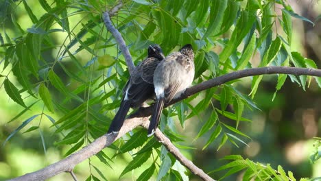 bulbul de ventilación roja en el árbol amándose unos a otros mp4 4k uhd video
