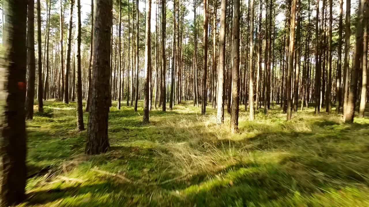 Vores samling af stockvideoer med natur, træ og skovgrønne motiver er den perfekte måde at bringe naturens skønhed og ro ind i dine videoprojekter.