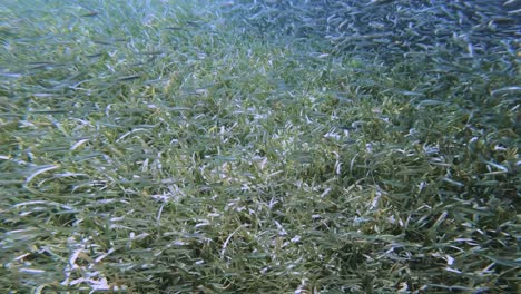 a dense swarm of small fish navigates through seagrass, creating a mesmerizing spectacle of marine life in their natural habitat