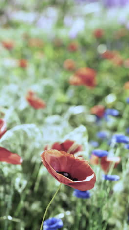 red poppies blooming in a field