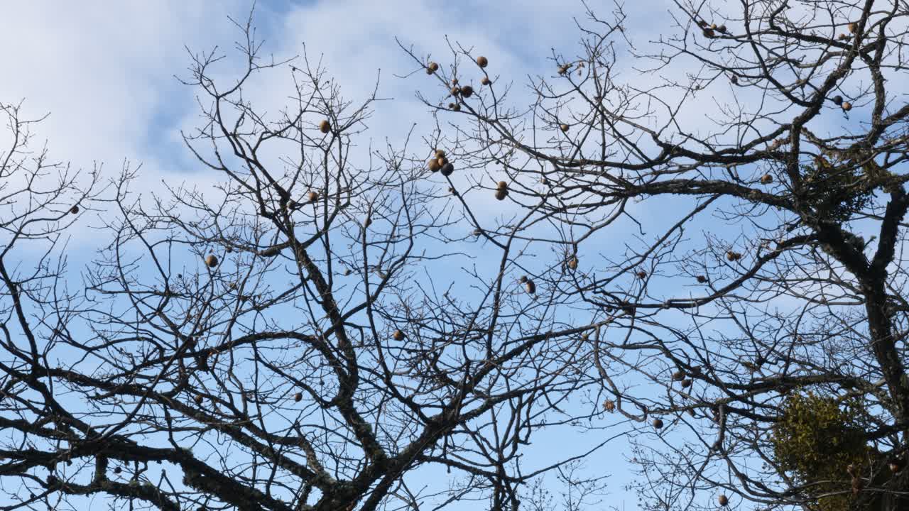 오레곤 남부 로그 밸리의 록시 앤에서 이 나무의 가지를 통해 본 모습