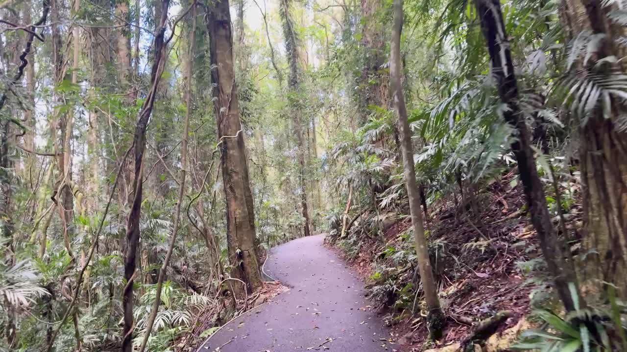 Smooth camera movement follows a winding path under dense rainforest canopy, soft daylight filtering through