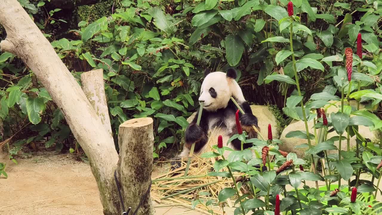panda gigante comiendo bambú en un zoológico