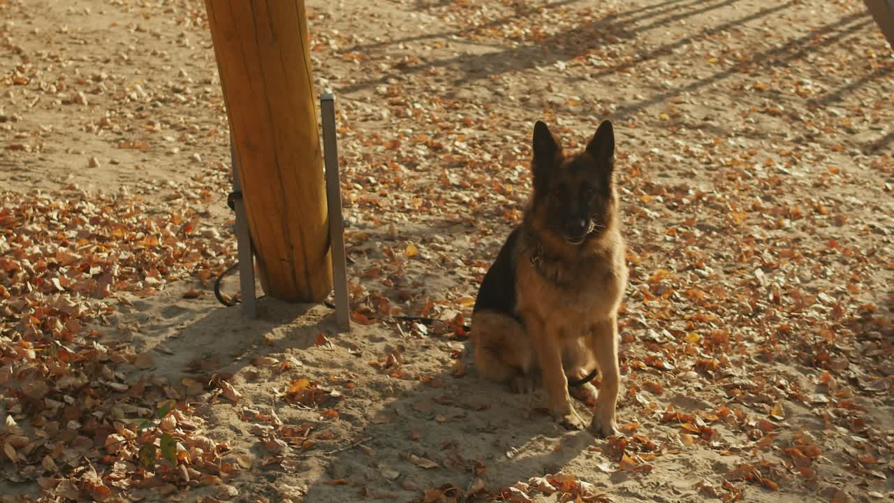 German Shepherd Dog in an Autumn Park