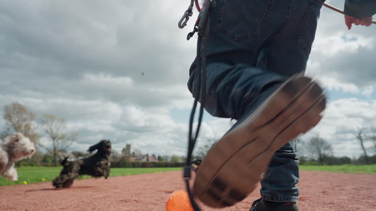 Canine chasing pack, slow motion park scenery, ball kicking pet owner