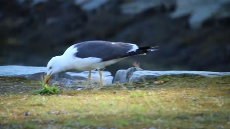 gaviota comiendo un cangrejo en bergen noruega