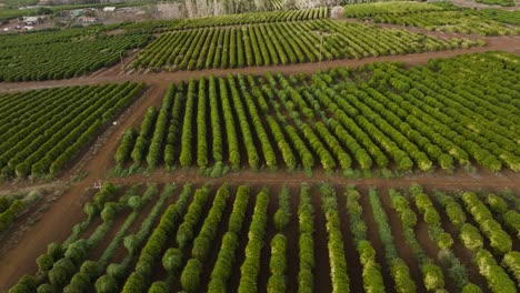 hawaii coffee farm in kaanapali, maui