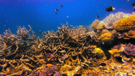 toma submarina épica del arrecife de coral tropical con muchos peces nadando alrededor