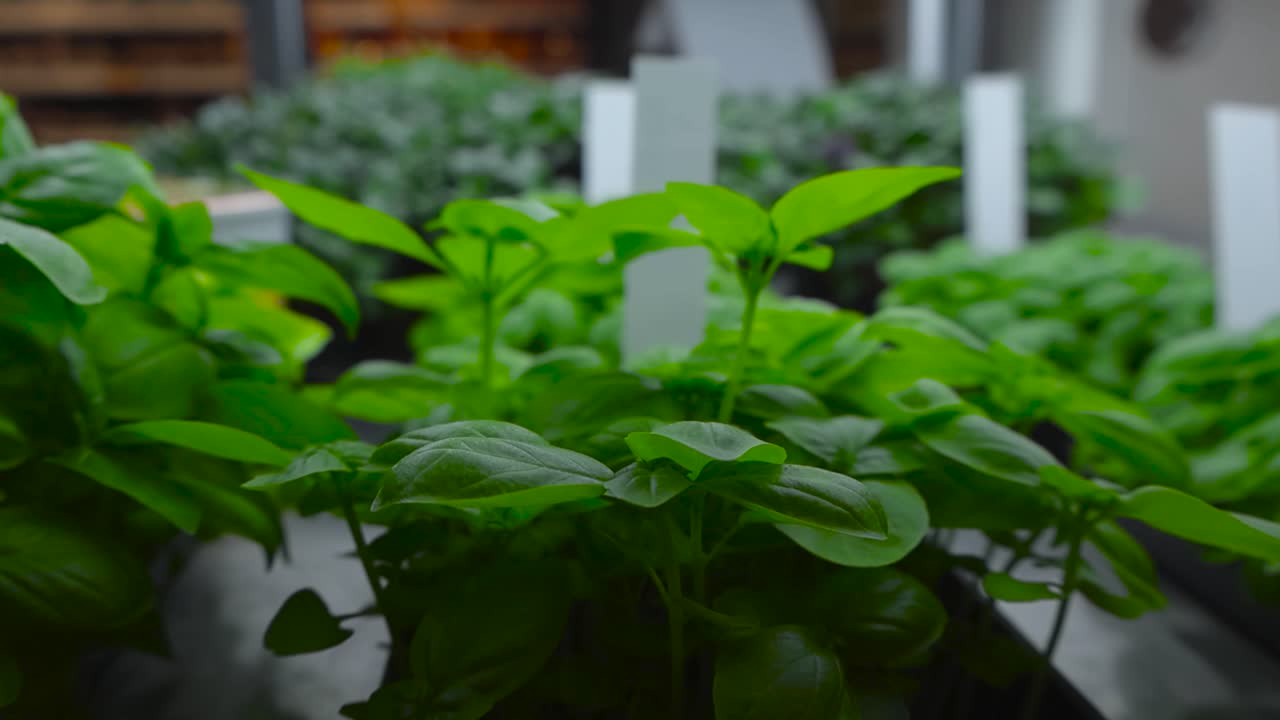 Microgreens and herbs in focus close up in a supermarket on a shelf. Nutritional superfood is green and has gorgeous leaves under grow lights. Good for seasoning foods in cuisine.