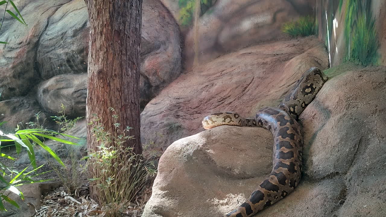 Pitone delle rocce indiano che riposa nel suo habitat roccioso in India, un grande serpente selvatico in un ambiente zoologico naturale, primo piano di un rettile della fauna selvatica.