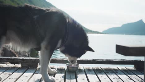 Malamute-De-Alaska-Peludo-Comiendo-En-Un-Soleado-Embarcadero-De-Madera-Junto-Al-Mar