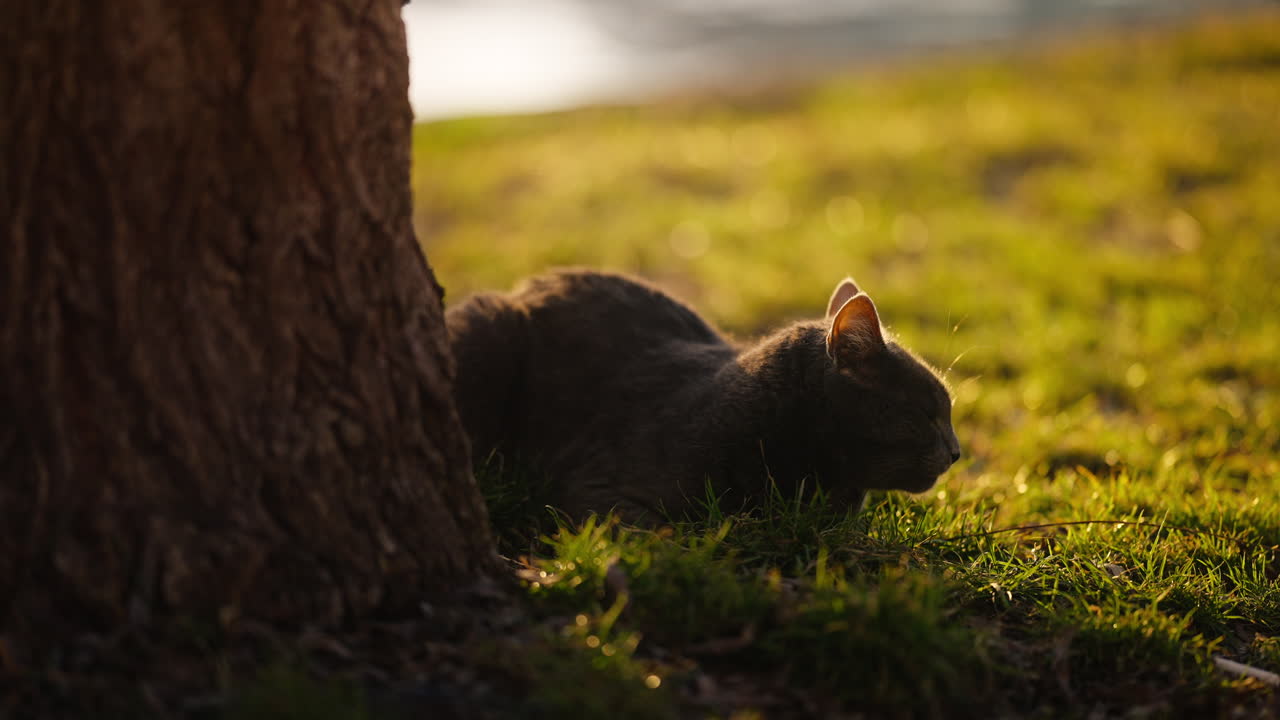серая милая кошка отдыхает у ствола дерева в парке на закате