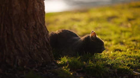 Grey-cute-cat-relaxing-next-to-tree-trunk-in-a-park-at-sunset-time