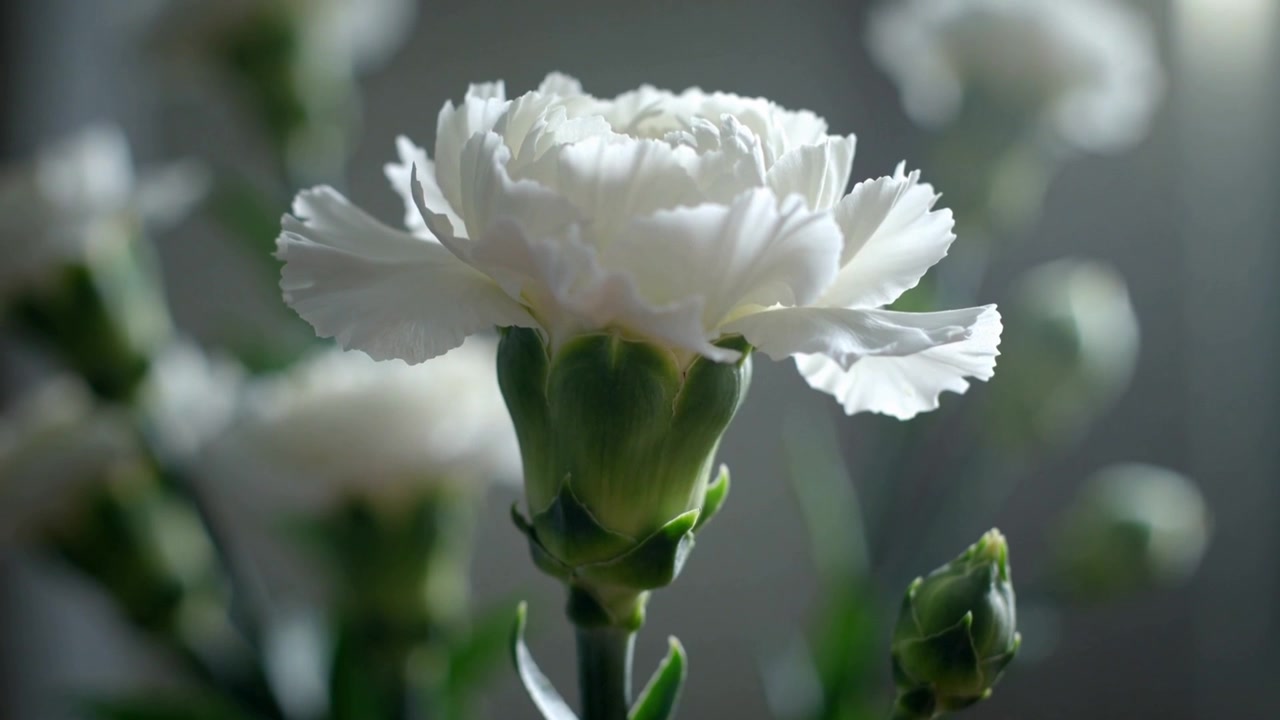 Pulling focus, camera drawing attention to single white carnation near window, revealing calyx