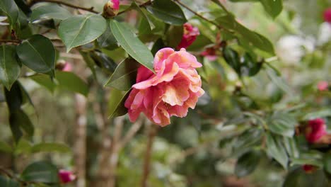 a vibrant camellia in full bloom with soft petals and rich details. captured in 4k slow motion, this shot showcases the elegance of nature and botanical beauty.