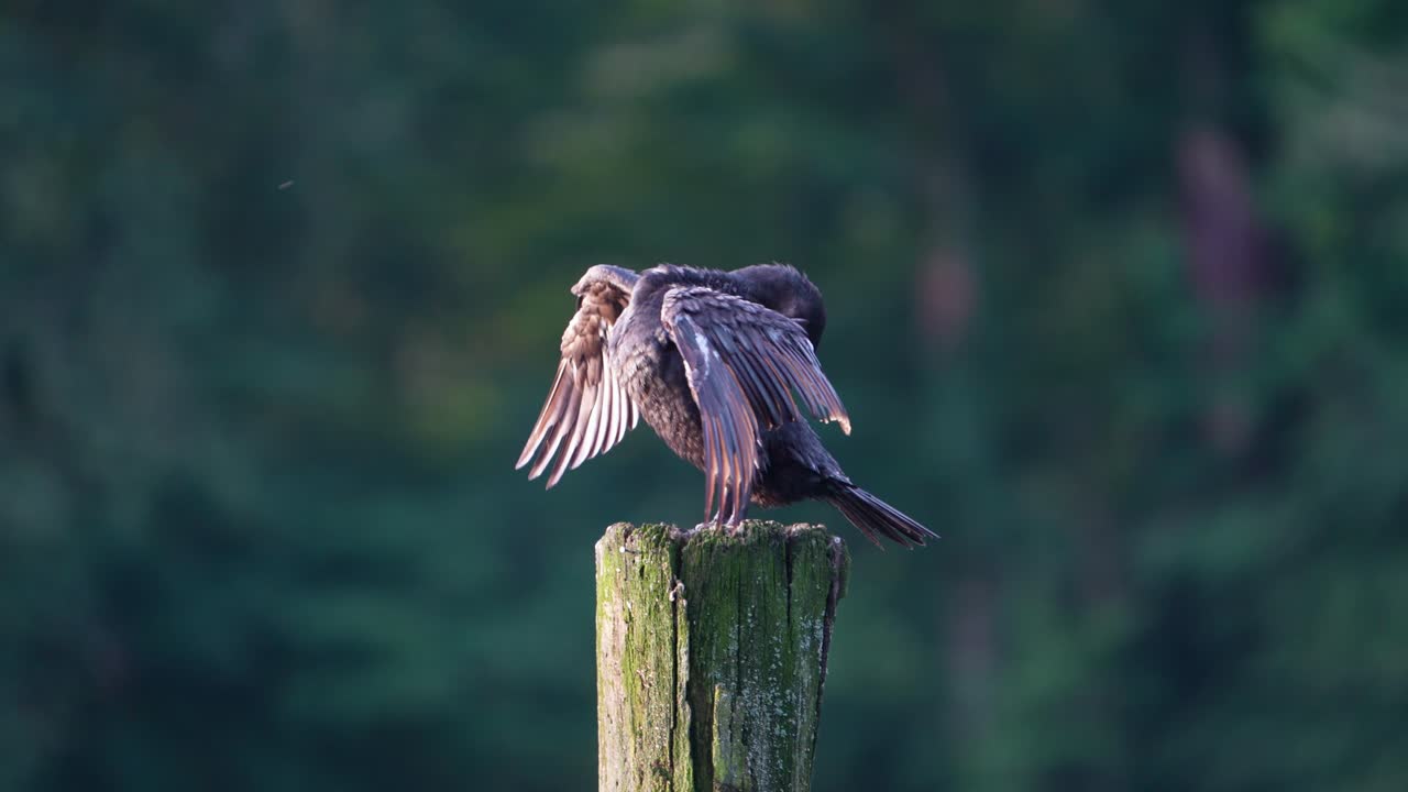 Cormorant Perched on Wooden Post