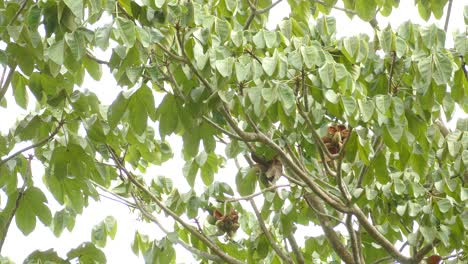 Rainforest-tree-of-central-America.-Backdrop