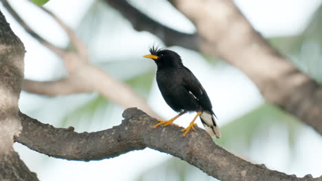 gran myna o white-vented myna encaramado gritando o cantando en la rama del árbol