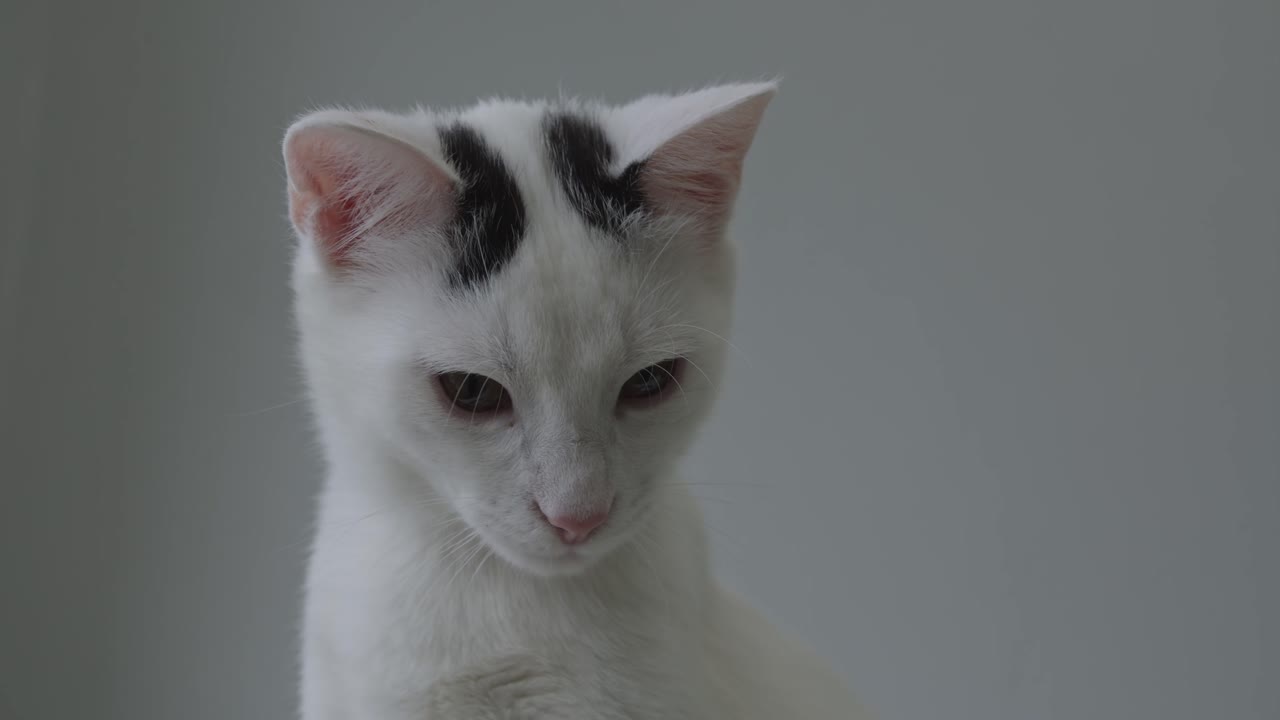 Primo piano di gatto bianco in allerta con orecchie che scandagliano l'ambiente