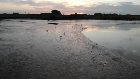 clod of chikens at fresh water area