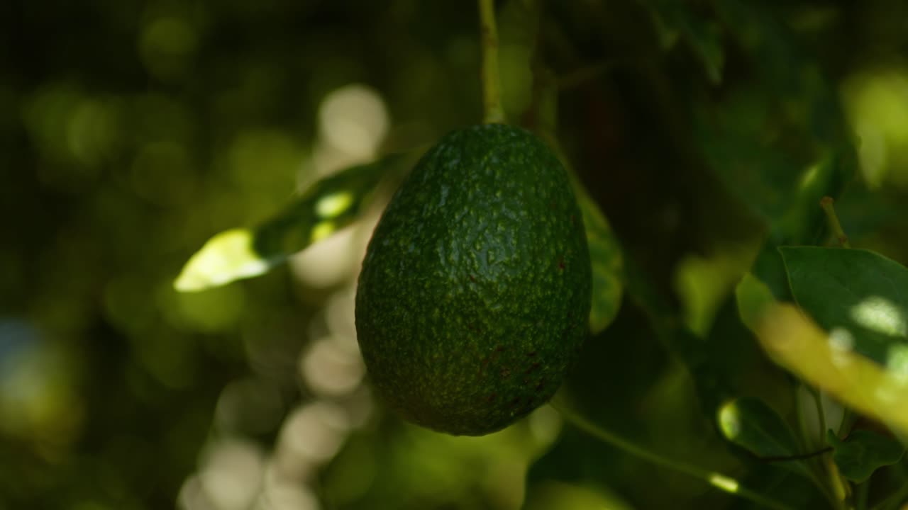 SLOW ZOOM OUT CLOSE UP SHOT OF A HASS AVOCADO ON A TREE IN A FARM IN MICHOACAN