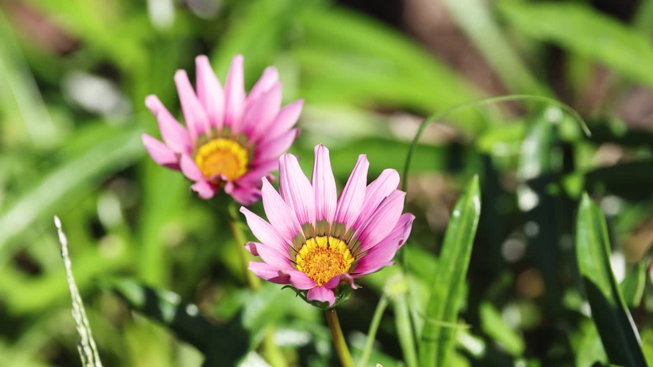 крупный план розовых цветов в пышной зеленой обстановке