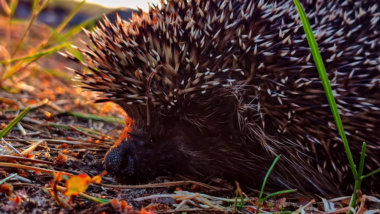 Wild European hedgehog resting in dry grass at golden hour near forest edge at sunset