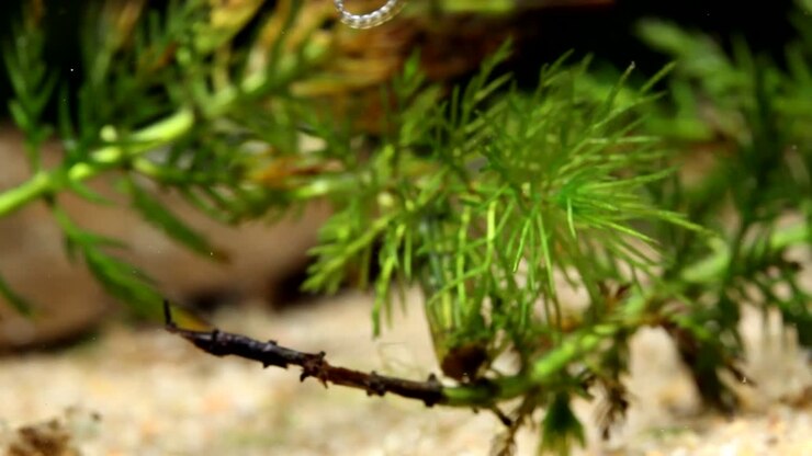 Larva di Chironomide che nuota sott'acqua.