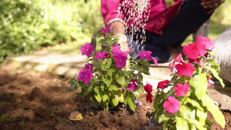 watering vibrant pink flowers in garden, person nurturing plants outdoors