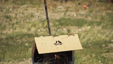 target at shooting range fallen over after been shot and stuck by many bullets