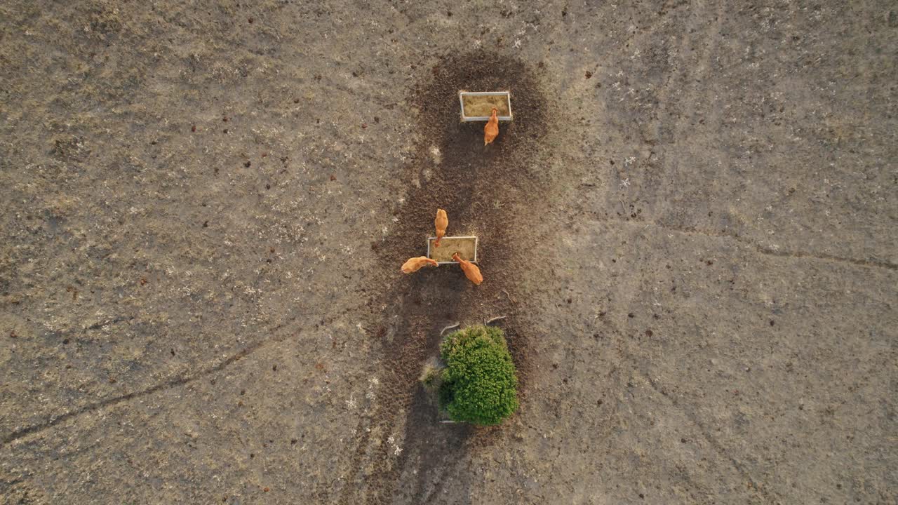 toma aérea de arriba hacia abajo de vacas alimentándose de heno en españa