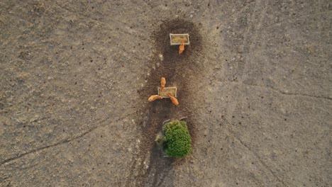 Rising-top-down-aerial-shot-of-cows-feeding-on-hay-in-Spain