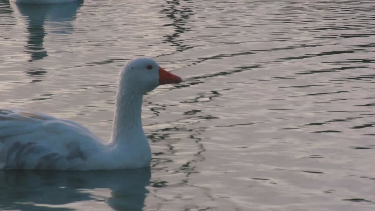 ganso flotando en el agua de un lago