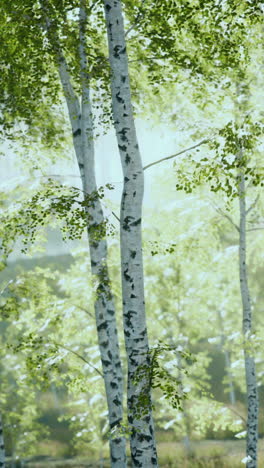 árboles de abedul en un bosque