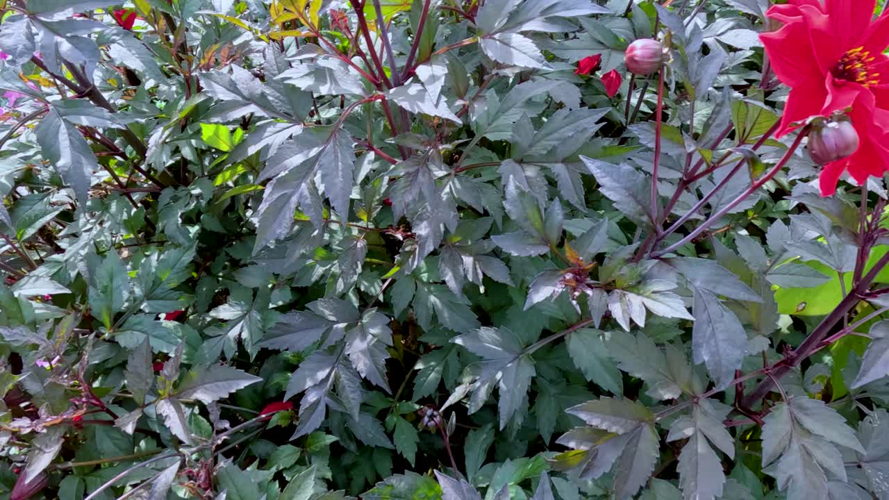 Camera smoothly pans across colorful blooming flowers and lush foliage in a botanical garden, under bright natural daylight, highlighting vivid textures and plant diversity