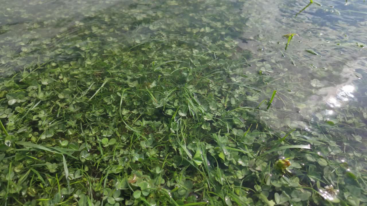 Clear shallow water flows gently over lush green aquatic plants and submerged grass