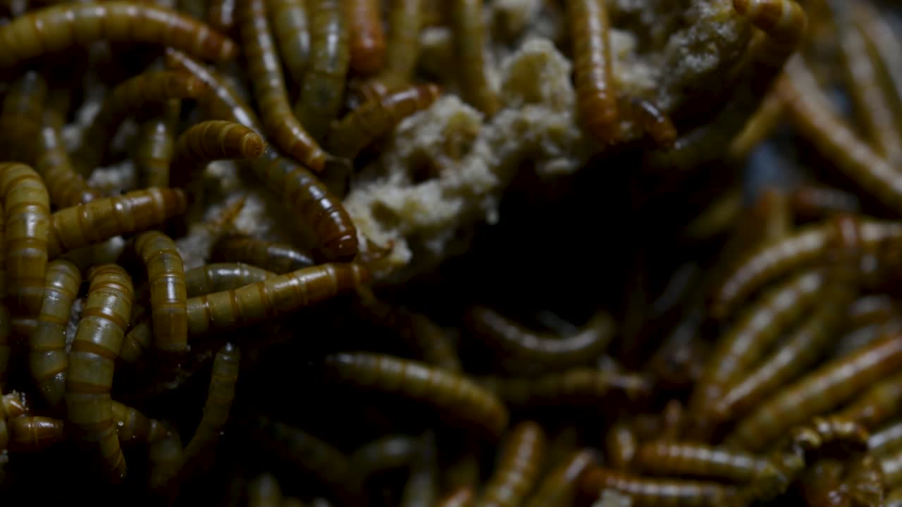O Tenebrio é uma espécie de besouro Tenebrionidae usado para alimentar animais de estimação como peixes, cobras, pássaros e sapos.