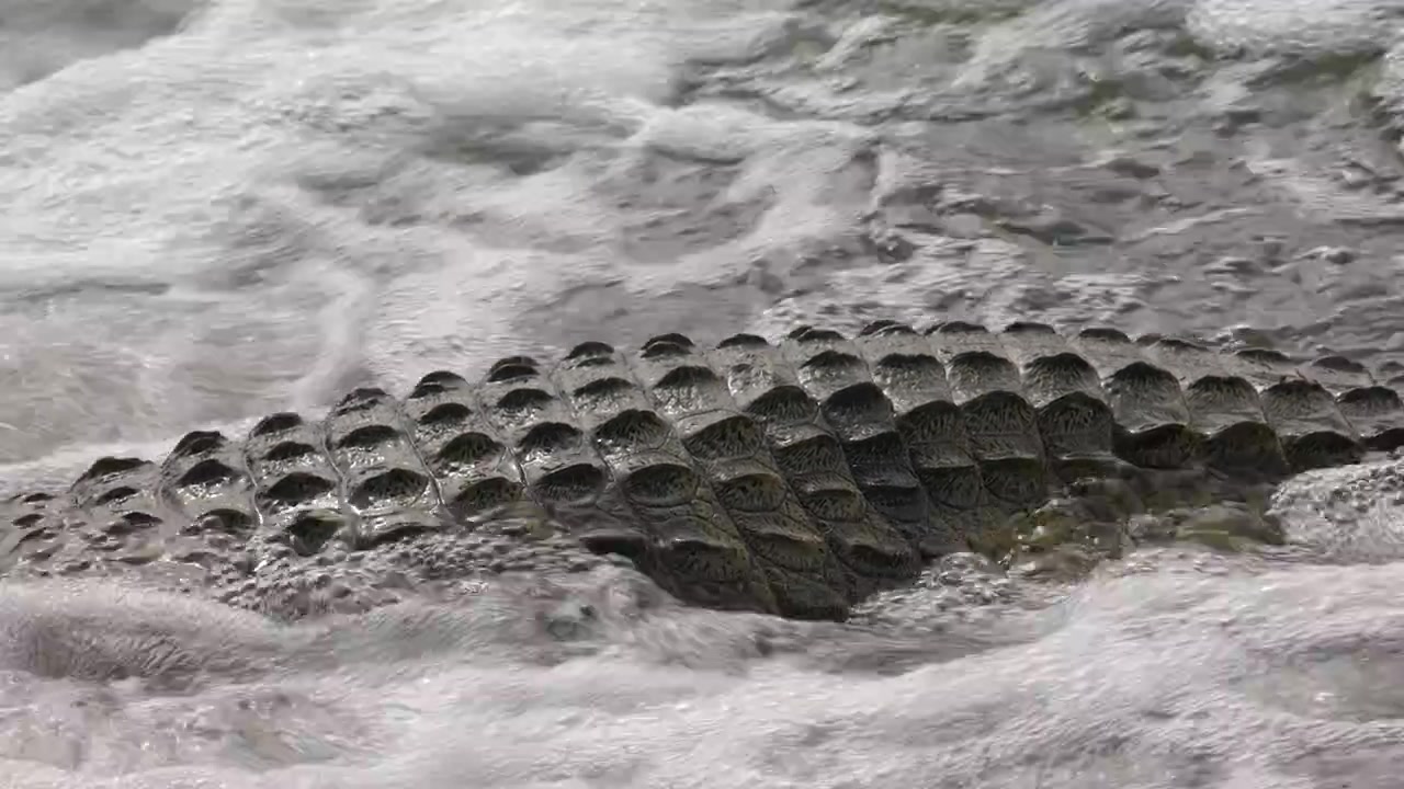 Primer plano de escudos óseos en el lomo de un cocodrilo, sentado en un rápido de río.