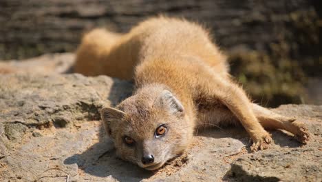 a baby mongoose fox in a natural park looks into t 4k 2025 08 05 00 51 21 utc.mov | africa, african, animal, animalia