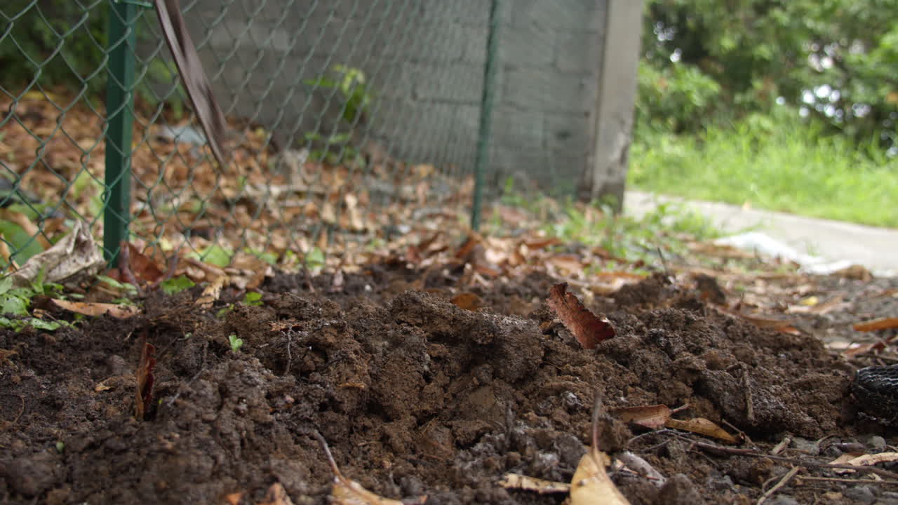 Low POV of Gardener loosening garden soil with hoe. Handheld, close up