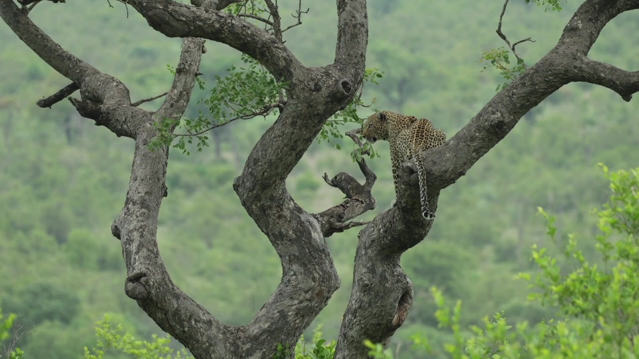 Kameraya arkası dönük, bir ağaçta oturan güzel bir leoparın geniş çekimi. Hayvan çevresini tarıyor, Kruger Ulusal Parkı.