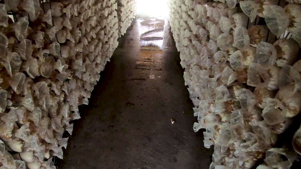 버섯 농장 벽 배경의 움직임