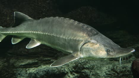 un metraje a través del vidrio en el acuario