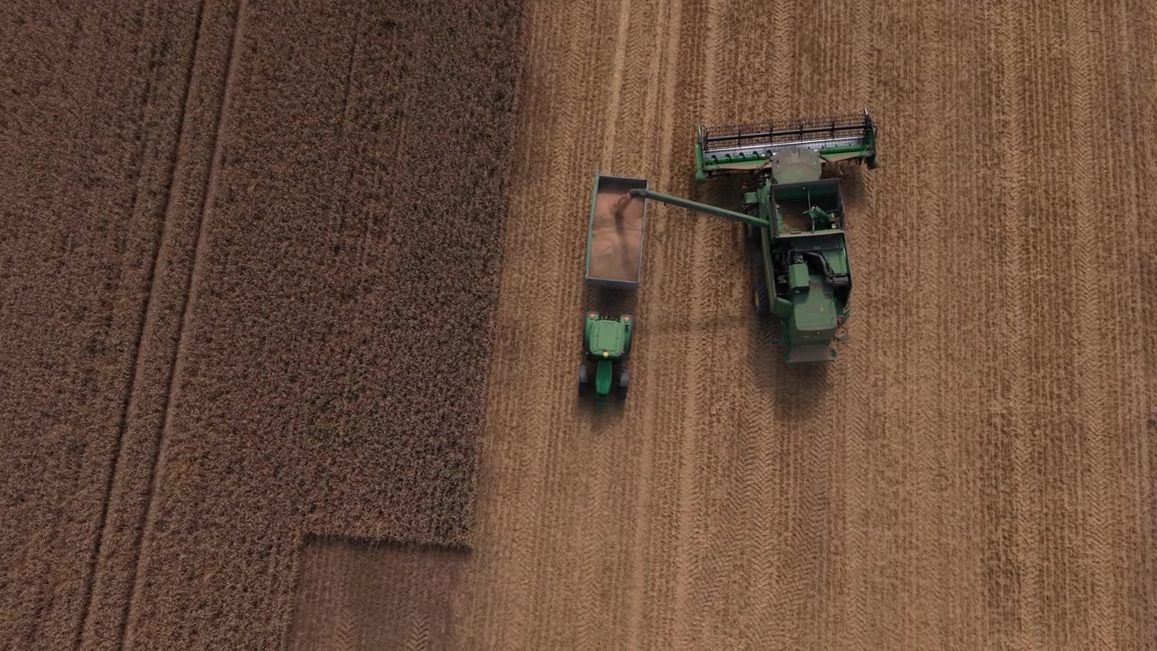 Macchinari agricoli operano in un campo di grano, con una mietitrebbia che trasferisce il grano a un rimorchio del trattore in un contesto rurale