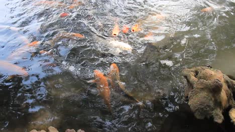 colorful koi fish in the lake with reflections of tree shadows