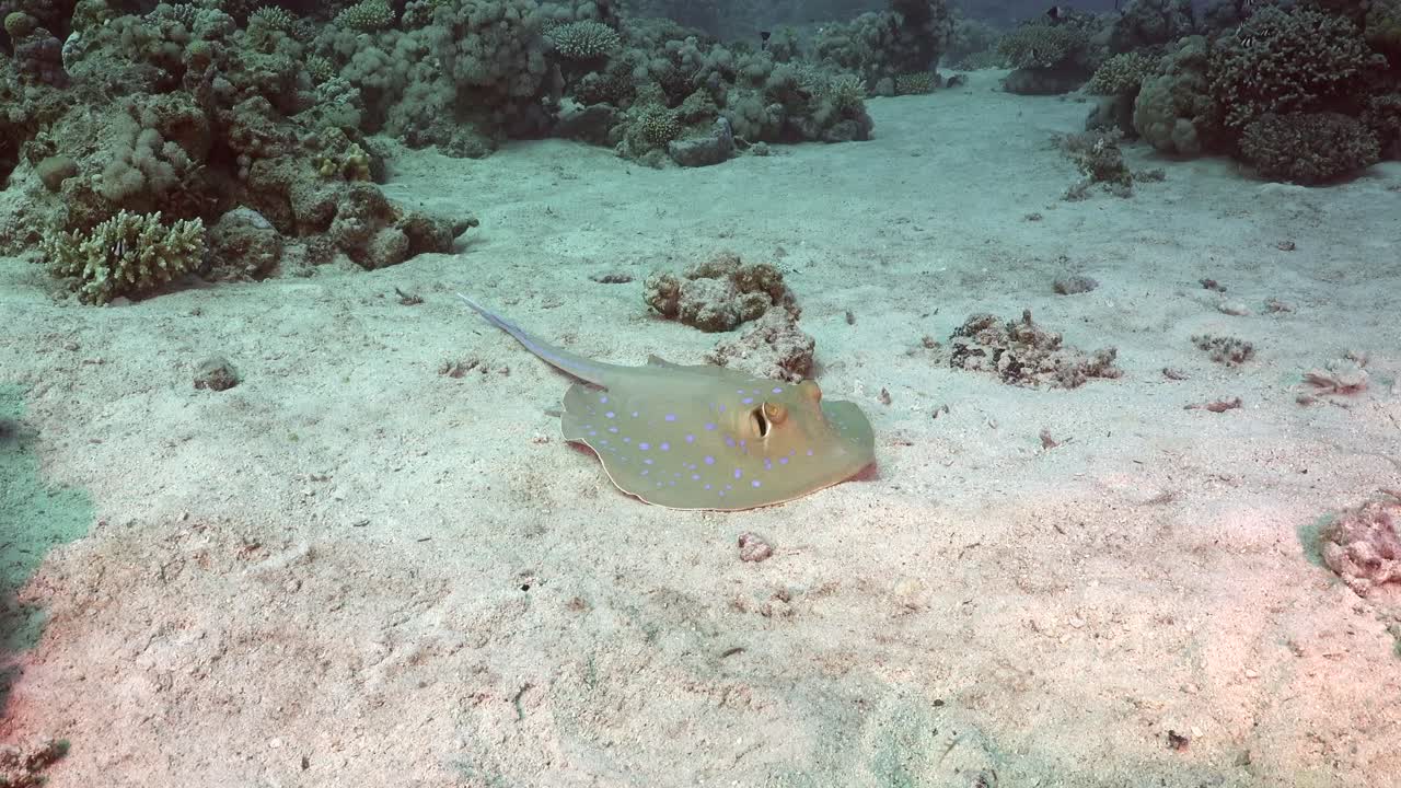 ⁇ 은 바다의 모래 위에 앉아 있는 파란 반점이 있는 리본테일 레이